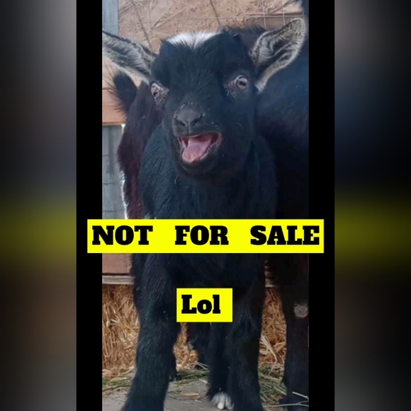 Colosseum , size small women's shorts - Picture 1 of 3